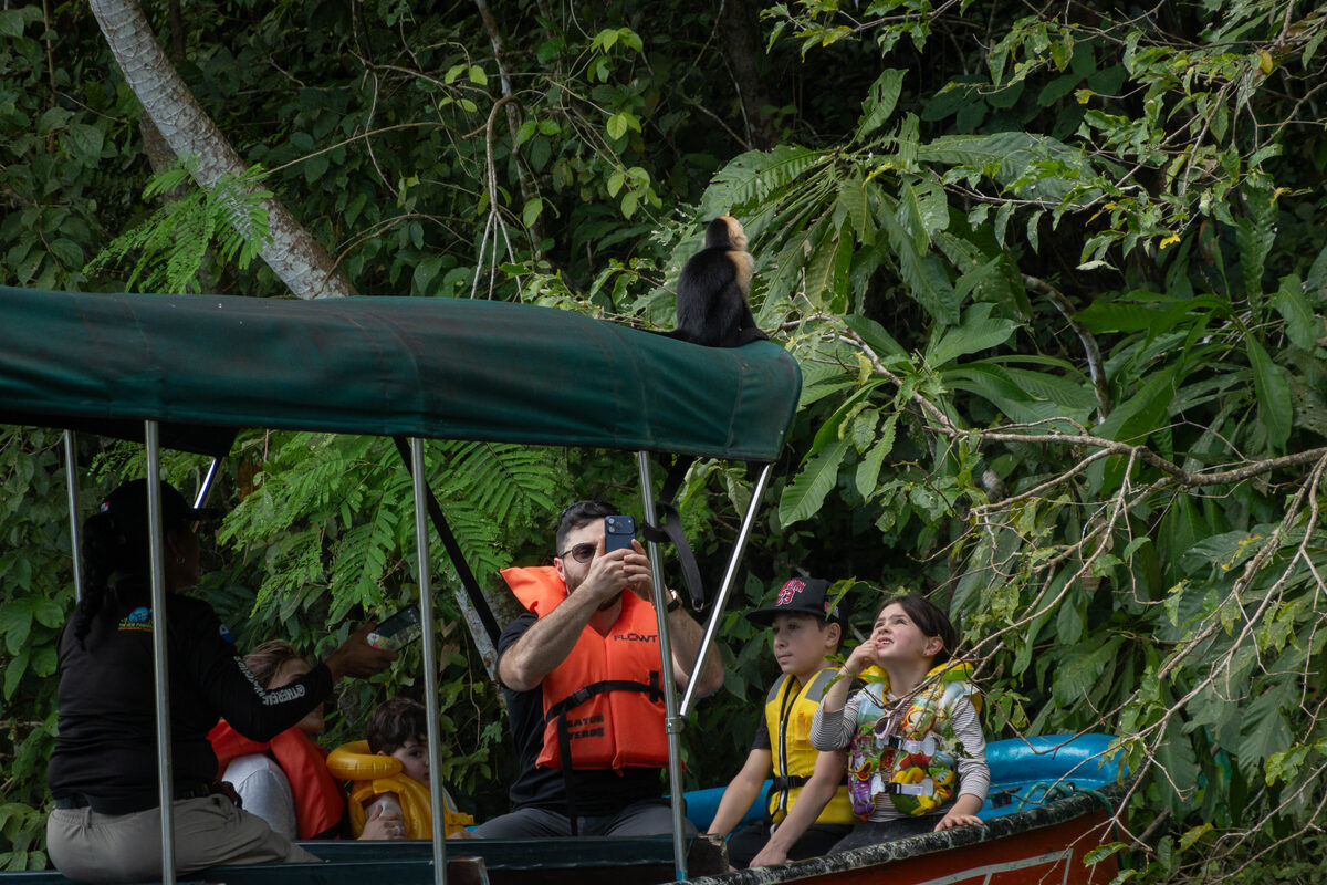 A wild capuchin monkey hops onto our boat at Monkey Island on Gatun Lake